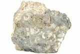 Ammonite (Promicroceras) Cluster - Marston Magna, England #216639-2